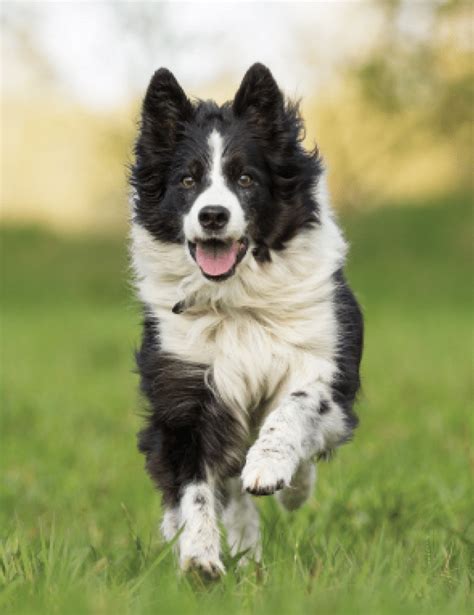 The Border Collie Mastermind Of The Dog World Dogster