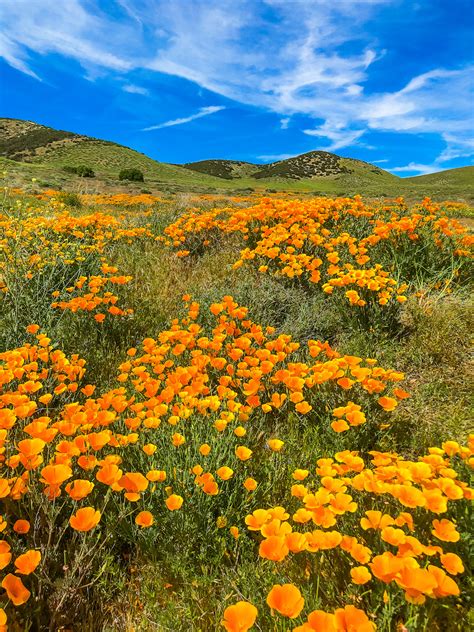 Each year these high desert hills are absolutely covered with poppy flowers in a surreal show of nature. antelope valley poppy reserve | Le Wild Explorer