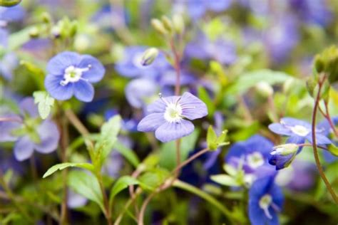 43 Best Perennials Flowers For Full Sun Borders And Shade