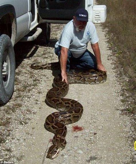 Giant Burmese Python Measuring 18ft Could Be The Biggest Ever