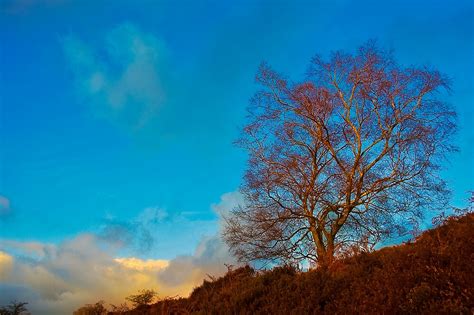 Solitary Tree By Thomas Tolkien Redbubble