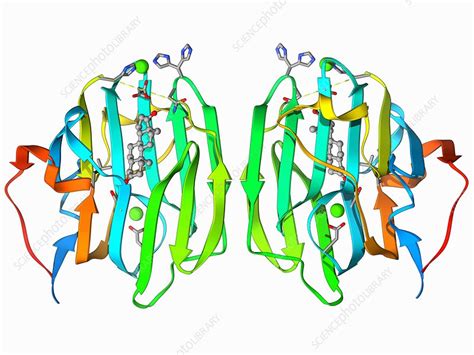 Sex Hormone Binding Globulin Molecule Stock Image F0069281 Science Photo Library