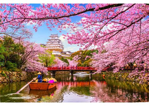 Cherry Blossoms Faq The Ultimate Guide To Sakura Trees In Japan Live Japan Japanese Travel