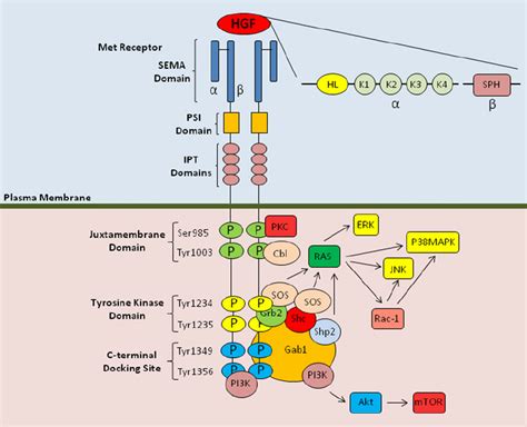 Structure Of Hgfmet And Molecular Signalling Components The Hgf