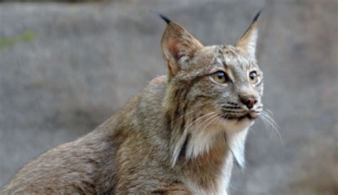 Lynxes How To Catch A Wild Cat Tracking Lynx Across The Vast By U S