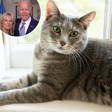 President Joe Biden Introduces New Cat To The White House Meet Willow