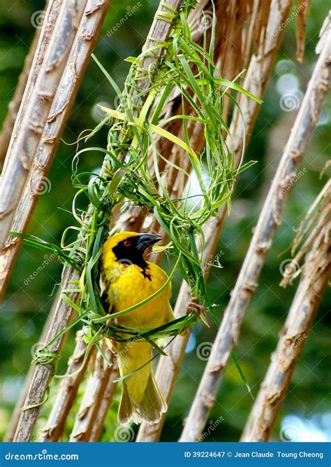 African Weaver Bird In Its Nest Stock Image Image Of Spring Yellow