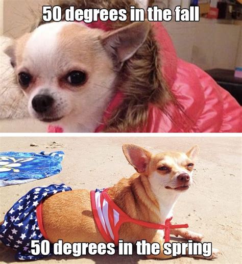 21 Funny Dog Pictures That Perfectly Sum Up How We Feel About Spring