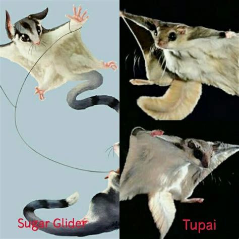 We did not find results for: 6 Jenis Sugar Glider di Indonesia dan Harganya Terbaru ...