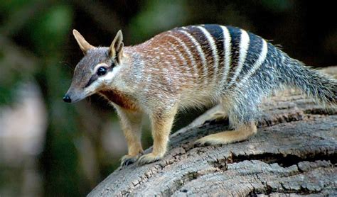 Dont Get Bit Numbat Australia Animals Animals