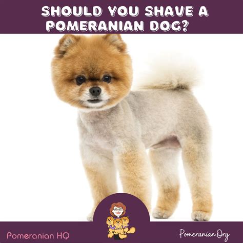 Do Pomeranians Need To Be Clipped