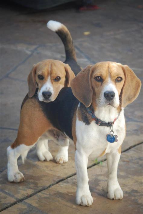Lemon Beagle Beagle Dog Cute Beagles Beagle Breeds