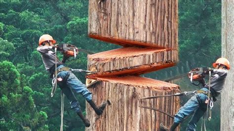 Do i require a tree cutting permit for any tree? ‫أسرع و أشجع العمال في العالم , قدرات غير عادية ...