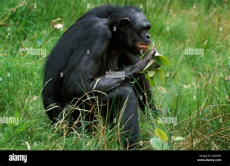 Bonobo Pan Paniscus Sitting Eating Vegetation Congo River Basin Central