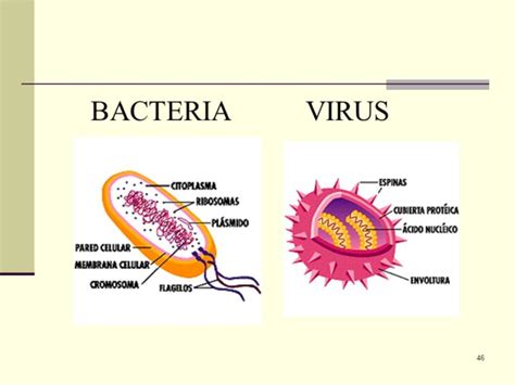 Cuadros Comparativos Sobre Virus Y Bacterias Cuadro Comparativo