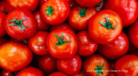 Perbedaan Tomat Buah Dan Tomat Sayur Bentuk Rasa Kegunaan