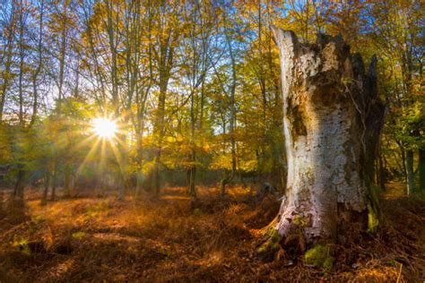 Best New Forest Stock Photos Pictures And Royalty Free Images Istock