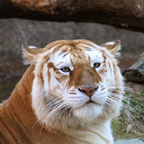 Like white tigers and black tigers, it is a colour form and not a separate subspecies. Memphis Zoo - (photo by Lisa Richardson) Golden Tabby ...