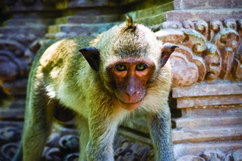 Monkey In A Cambodian Hilltop Buddhist Wat Smithsonian Photo Contest