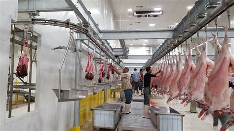 Cow Slaughterhouse Process