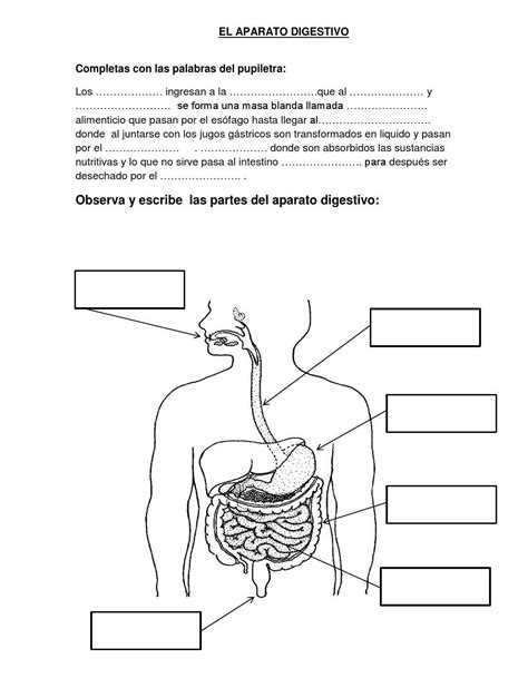 Docenteca El Sistema Digestivo Actividades Primaria Sistema Dibujos De Colorear