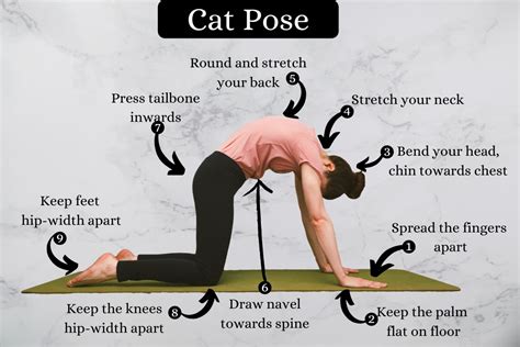 Cat Pose Marjariasana How To Do Benefits And Precautions Fitsri