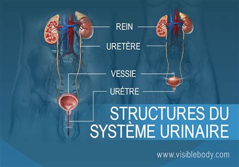 Structures Du Syst Me Urinaire