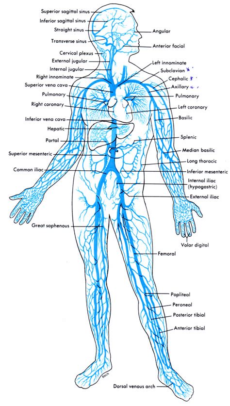 Human Anatomy Veins And Arteries Labeled