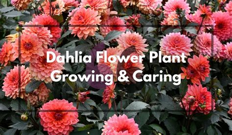 Best Guide To Dahlia Flower Plant Growing And Caring