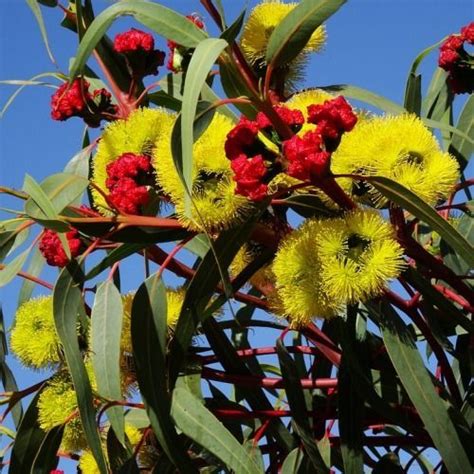 Australian Wildflower Illyarrie Redcap Gum Seed Australian Plants