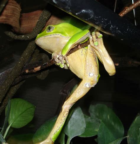 How To Care For The Giant Waxy Monkey Tree Frog Pethelpful By