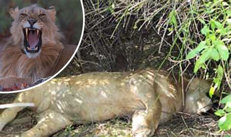 Harry The Lion Star Of Vanishing Kings Documentary Shot Dead By Farmer