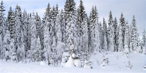 Filespruce Trees Covered In Heavy Snow