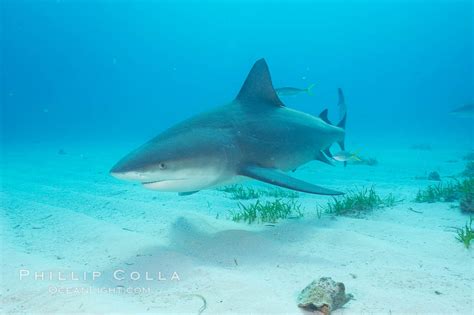 Bull Shark Carcharhinus Leucas Photo Great Isaac Island Bahamas
