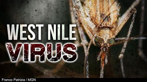 Treatment is supportive and consistent with standard veterinary practices for animals infected with a vira. First person tests positive for West Nile in Pinellas County