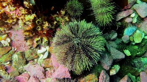 Where Do Sea Urchins Live Sea Habitats