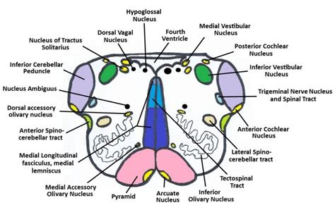 The Medulla Oblongata Internal Structure Vasculature Teachmeanatomy