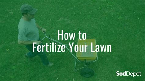 How To Fertilize Your Lawn Sod Depot