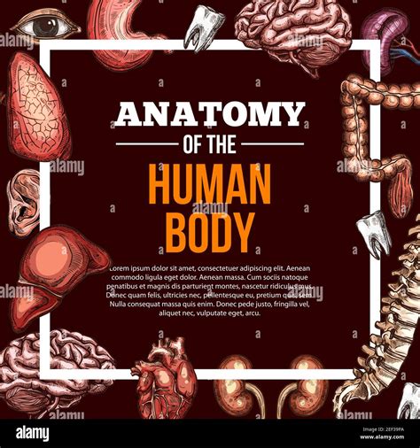 Human Organs Anatomy Poster For Medical Or Surgery Clinic Design