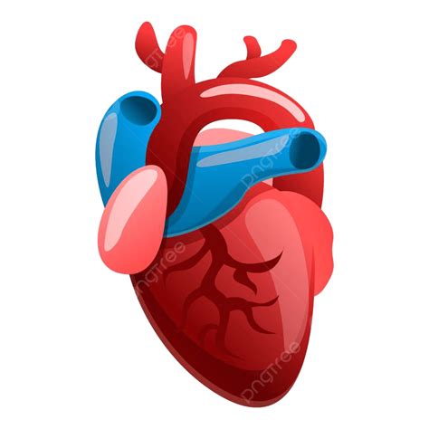 Icono De Corazón Humano De Cardiología Png Ciencias Blanco