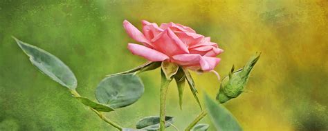 Pink Rose Panoramic Style Photograph By Gaby Ethington Fine Art America