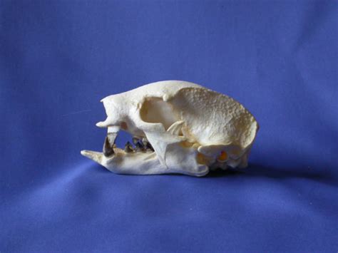 Linnaeus Two Toed Sloth Skull Skeletons And Skulls Superstore