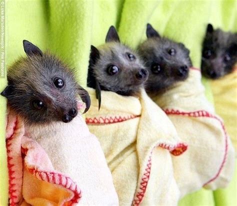 Cutest Bats Ever Baby Bats Cute Baby Animals Baby Animals