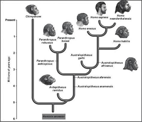 Human Primate Evolution Tree Reardon 2012 Download Scientific Diagram