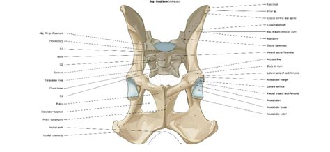Coxal Bone Canine Osteology Illustrations Anatomia Veterinaria