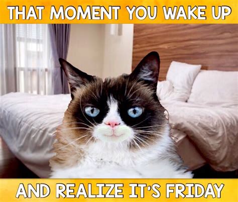 Grumpy Cat Friday Meme Quotes Viral