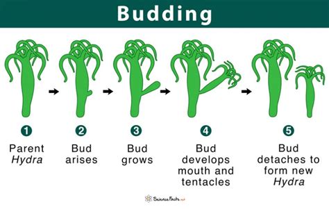 Budding Definition And Types With Examples And Diagram