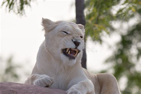 Lioness Snarling Stock Photography Image 1926172