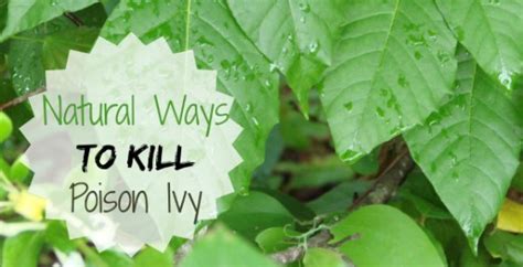Maybe you would like to learn more about one of these? Poison Ivy Prevention - Natural Ways to Treat This ...