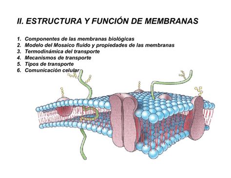 Ii Estructura Y Funci N De Membranas